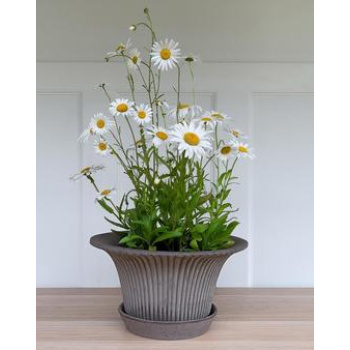 Kruka Daisy, kruka, Bergs Potter Produktkategori: Krukor och Keramik. Köp hos Byggnadsvardskompaniet.se