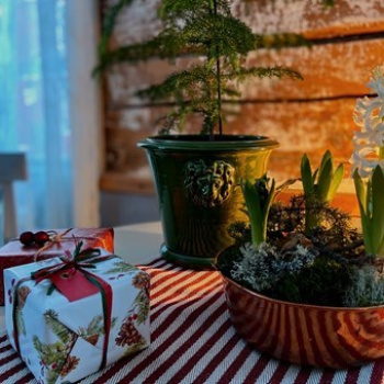 Lejonkruka stor grön Produktkategori: Krukor och Keramik. Köp hos Byggnadsvardskompaniet.se