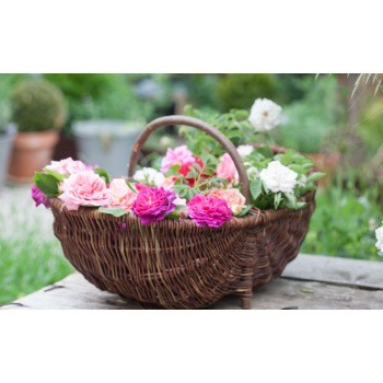Svamp - grönsaks - och blomkorg Produktkategori: Korgar. Köp hos Byggnadsvardskompaniet.se